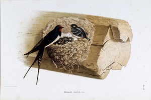 Representation av bosvalan (Hirundo rustica eller svala) (Kromolitografi