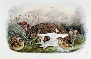 Representation av rapphönan (Partridge eller Lagopus mutus) (Kromolitografi