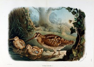 Repræsentation af trænæbbet (Scolopax rusticola eller Woodck) (Chromolithographyswed
