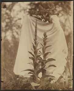 Bouillon Blanc (Mullein-växt) av Eugène Atget