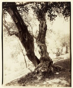 Olivier, Nice, ca 1900 av Eugène Atget