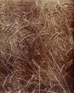 Vete av Eugène Atget