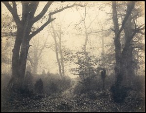Fontainebleau. Skogen vid Barbizon, ca 1860.