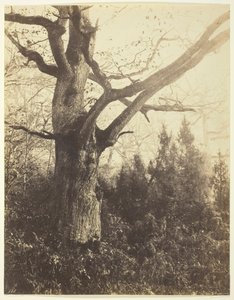 Namnlös [träd], c. 1860. av Eugène Cuvelier