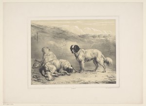 drie honden Diverse tamme dieren (serietitel) Tretton inhemska och inhemska djurämnen (serietitel)