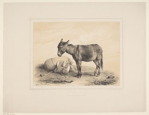 Rustende paket Diverse dieren (serietitel) Djurstudier (serietitel) av Eugène Verboeckhoven