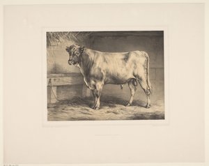 Stier Diverse dieren (serietitel) Djurstudier (serietitel)