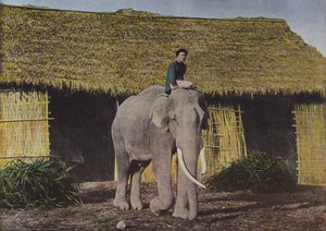 Elefant På Arbete
