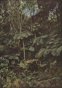 Vegetation, Fougeres Arborescentes av European Photographer