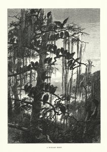 En vråkstack (gravyr) av European School