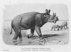 En ny utdöd fyrfoting, Tinoceras Ingens (litho) av European School