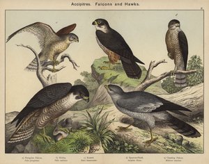 Accipitres, Falcons och Hawks av European School