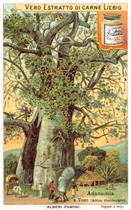 Adansonia-träd i Togo (chromolitho) av European School