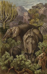afrikansk elefant av European School