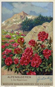 Alpenros (Rhododendron ferrugineum) (chromolitho) av European School