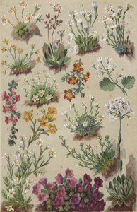 Alpin flora (chromolitho) av European School