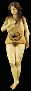 Anatomisk modell av en äggstocksgraviditet av European School