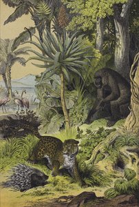 Djur och växter från Ekvatorialguinea (färg litho) av European School