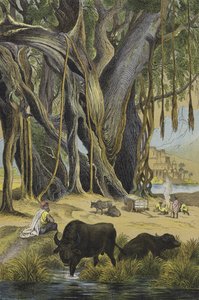 Djur och växter i Indien (färg litho) av European School