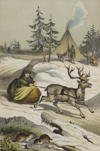Djur och växter i Lappland (färg litho) av European School