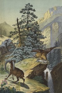 Djur och växter i Alperna (färg litho) av European School
