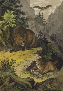 Djur och växter i de nordamerikanska Klippiga bergen (färglitografi) av European School