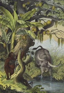 Djur och växter på öarna i södra Asien (färg litho) av European School