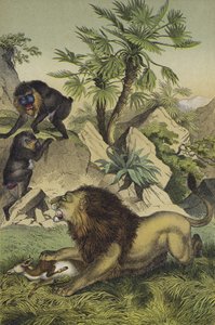 Djur och växter i bergsskogarna i Västafrikas kust (färg litho) av European School