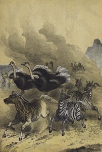 Djur i södra Afrika (färg litho) av European School