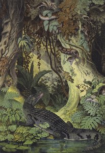 Djur i Amazonas djungler i Brasilien (färg litho) av European School