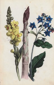 Sparris och blommor (färglitografi) av European School