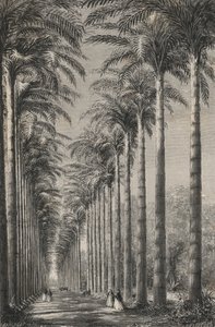 Avenyn med palmer i den botaniska trädgården i Rio-De-Janeiro (gravyr) av European School