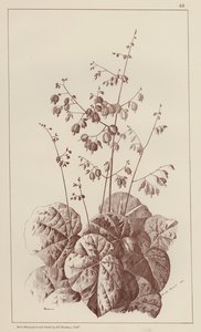 Bigonia (medlemmar) av European School