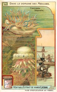 Cassiopeia och Stephalia (chromolitho) av European School