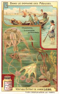 Charybdis och Pyramidal Lucernia (chromolitho) av European School