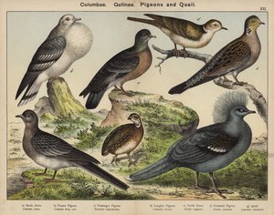 Columbae, Gallinae, duvor och vaktlar (färglitografi) av European School