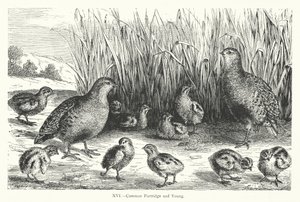 Common Partridge and Young (gravyr) av European School