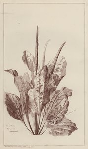 Vanlig groblad (litho) av European School