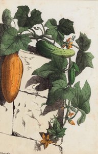 Gurkväxt (färglitografi) av European School