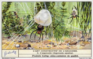 Dykande klockspindel (Argyroneta aquatica) (chromolitho) av European School