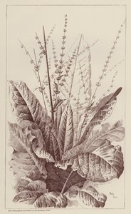 Docka, Rumex (litho) av European School