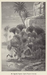 Egyptisk papyrus, Cyperus Papyrus, Linné (gravyr) av European School