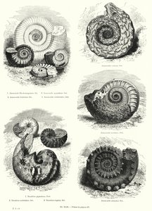 Fossil av ammoniter och nautilus (litho) av European School