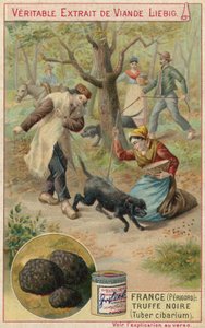 Frankrike (Perigord): svart tryffel (Tuber cibarium) av European School