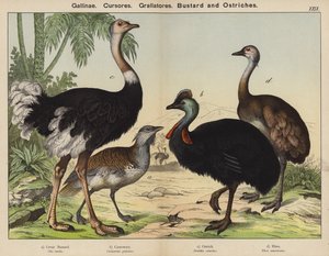 Ladugårdslöpare, Grallatorer, Bustard och Struts (färg litho) av European School