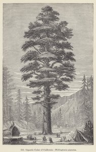 Gigantic Cedar of California, Wellingtonia gigantea (gravyr) av European School