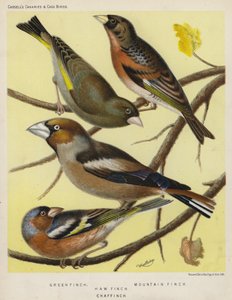Grön fink, bergfink, bofink, bofink (färg litho) av European School