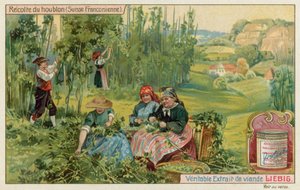 Skörda humle i franska Schweiz av European School