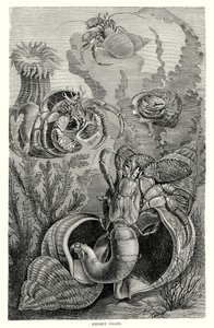 Eremitkräftor (gravyr) av European School