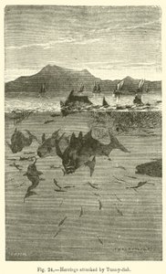 Sill attackerad av Tunny-fish (gravyr) av European School